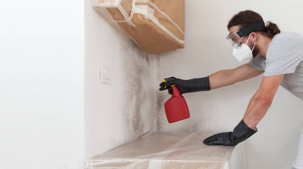 Professional Basement Mold Remediation technician working in New Cumberland, PA
